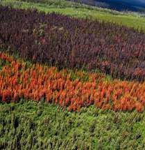 Forest Health Assessment