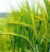 Crop Health and Yield Estimation